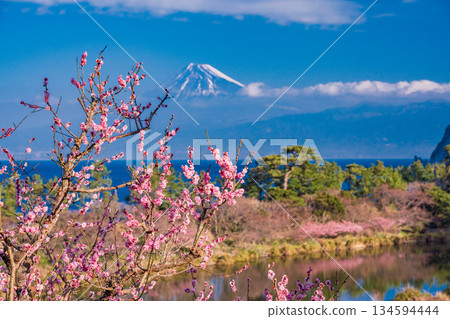 [Shizuoka Prefecture] Mount Fuji seen across the sea from Nishiizu Ida, where red plum blossoms and Kawazu cherry blossoms bloom 134594444