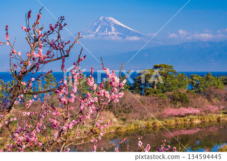 [Shizuoka Prefecture] Mount Fuji seen across the sea from Nishiizu Ida, where red plum blossoms and Kawazu cherry blossoms bloom 134594445