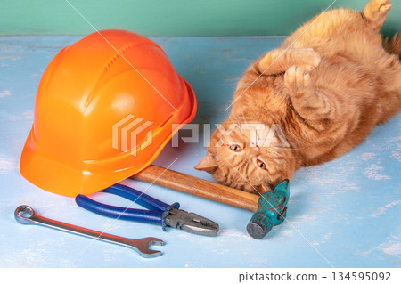 The funny ginger British shorthair cat lies on its back on a wooden surface. Nearby lie a helmet and tools hammer, pliers, and a wrench. Labor day concept The funny ginger British shorthair cat lies on its back on a wooden surface. Nearby lie a helmet and tools hammer, pliers, and a wrench. Labor day concept 134595092