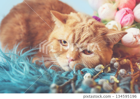 Cute ginger cat lying on a green fluffy blanket with pussy willow twigs 134595196