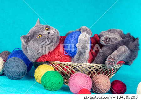 A funny blue British Shorthair cat lies on its back in a basket with many colorful skeins A funny blue British Shorthair cat lies on its back in a basket with many colorful skeins 134595203