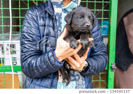 Hold little black puppy in arms. Adopt a homeless dog. 134595337