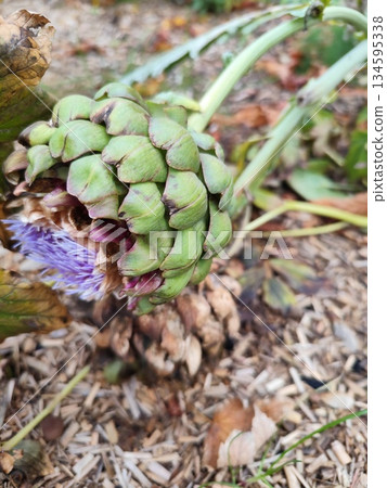 Artichoke flower bud bloom Artichoke flower bud bloom 134595338