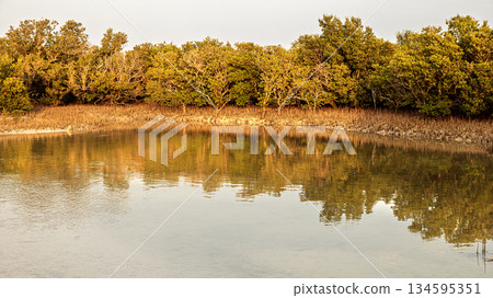 Mangrove trees, a local species, feed on intense salt water and are resistant to extremely hot weather Mangrove trees, a local species, feed on intense salt water and are resistant to extremely hot weather 134595351