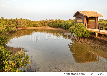 Mangrove trees, a local species, feed on intense salt water and are resistant to extremely hot weather 134595352