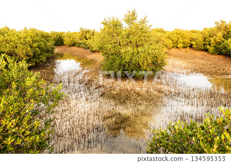 Mangrove trees, a local species, feed on intense salt water and are resistant to extremely hot weather Mangrove trees, a local species, feed on intense salt water and are resistant to extremely hot weather 134595353