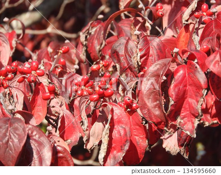 Dogwood fruits and leaves colored bright red Dogwood fruits and leaves colored bright red 134595660