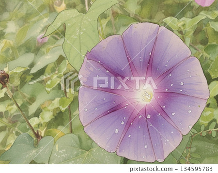 牽牛花盛開 134595783