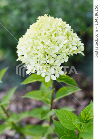 Young Pixio panicle hydrangea with light green color Young Pixio panicle hydrangea with light green color 134596150