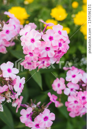 Light pink Phlox Olenka flowering garden summer 134596151