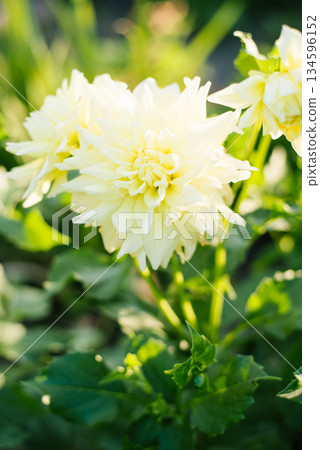 Lemon yellow dahlia flower in full bloom 134596152