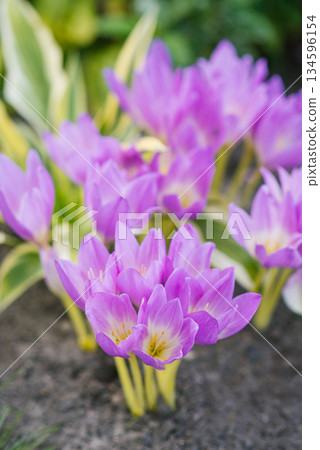 Purple autumn colchicum in bloom Purple autumn colchicum in bloom 134596154