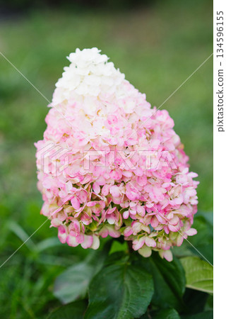 Hydrangea Paniculata Pinky Promise in Early Blush Phase Hydrangea Paniculata Pinky Promise in Early Blush Phase 134596155