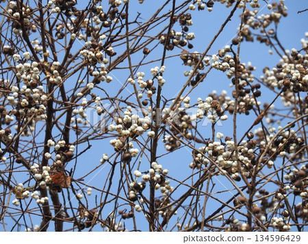 Large ripe fruits of the Chinese tallow tree Large ripe fruits of the Chinese tallow tree 134596429