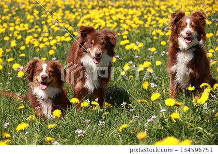 Three dogs are standing in a field of yellow flowers 134596751
