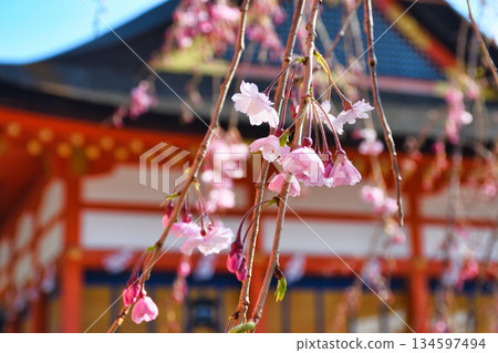 Beautiful cherry blossoms at Fushimi Inari Taisha Shrine in Kyoto (Fushimi Ward, Kyoto City, Kyoto Prefecture) Beautiful cherry blossoms at Fushimi Inari Taisha Shrine in Kyoto (Fushimi Ward, Kyoto City, Kyoto Prefecture) 134597494