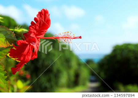 Okinawa: Blue sky and red hibiscus flowers 134597894