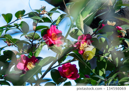 Camellias and Japanese white-eyes at Nozuta Park 134598069