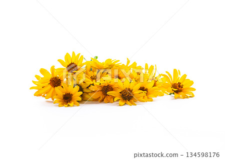 Bright yellow petals beautifully arranged on white background Bright yellow petals beautifully arranged on white background 134598176