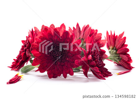 Elegant red flowers of chrysanthemum on pure white background 134598182