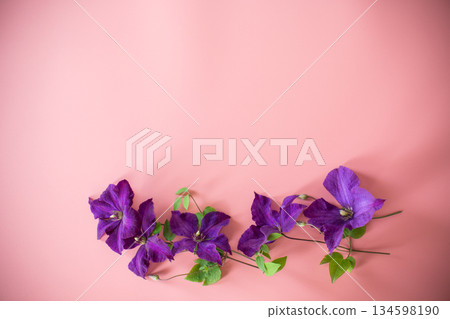 delicate purple clematis top view on pink background delicate purple clematis top view on pink background 134598190