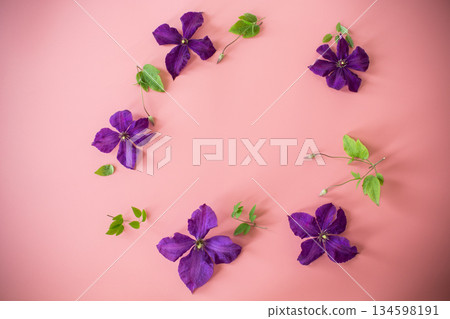purple clematis branch on pink background top 134598191