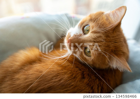The ginger cat in the bed turns his head behind his back. Comfort and safety, a home life. Cozy bedroom scene, relaxed pet mood, trust and calmness. Domestic animals at rest. The ginger cat in the bed turns his head behind his back. Comfort and safety, a home life. Cozy bedroom scene, relaxed pet mood, trust and calmness. Domestic animals at rest. 134598466