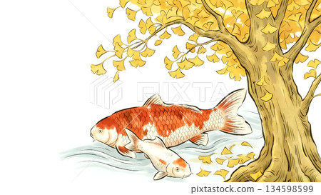 兩條錦鯉在銀杏樹下游泳，秋季日式插畫 134598599