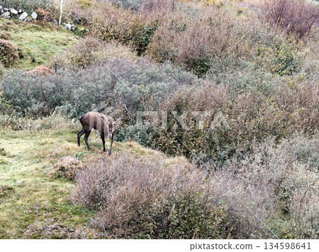 Lonely red deer stag during the rut in County Donegal, Ireland Lonely red deer stag during the rut in County Donegal, Ireland 134598641