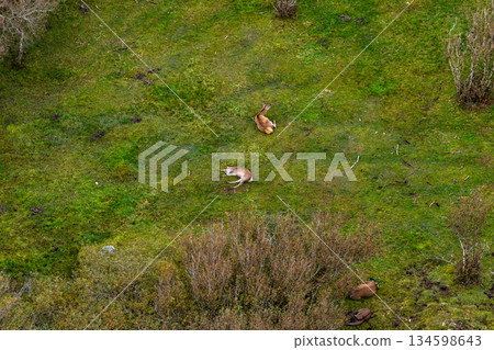 Magpie picking ticks from red deer hinds while they are resting in County Donegal, Ireland 134598643