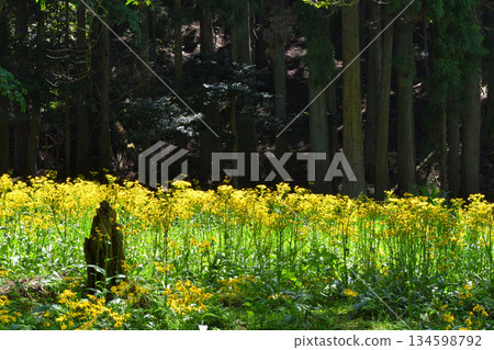 日本月桂群落 134598792