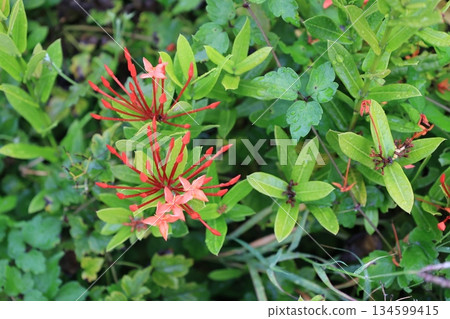 Red Santanca flowers in bloom Red Santanca flowers in bloom 134599415