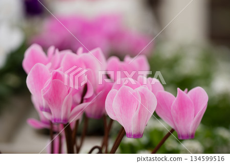 Pink garden cyclamen blooming in a row Pink garden cyclamen blooming in a row 134599516