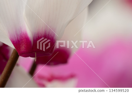White garden cyclamen with beautiful petal texture White garden cyclamen with beautiful petal texture 134599520