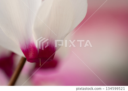 花園仙客來，有著令人印象深刻的紅色漸變 134599521
