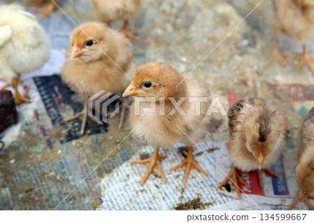 A baby chicken on the farm in Kumrokhali, West Bengal, India A baby chicken on the farm in Kumrokhali, West Bengal, India 134599667