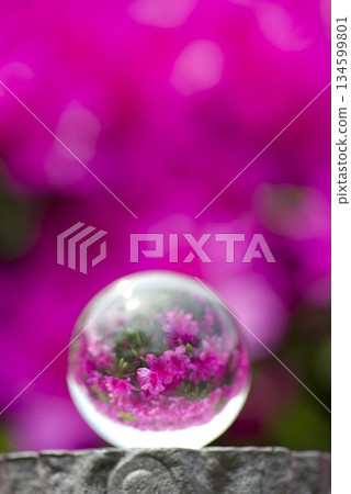 Azalea flowers in full bloom are reflected in the glass ball. Azalea flowers in full bloom are reflected in the glass ball. 134599801