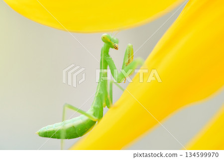 一隻小小的螳螂寶寶停在向日葵花瓣上 134599970