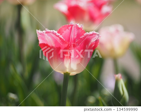Pink Tulips Izumi Pink Tulips Izumi 134599990