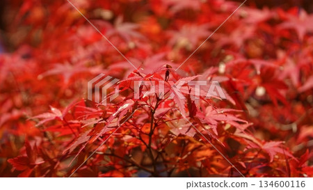 Beautiful autumn leaves Beautiful autumn leaves 134600116