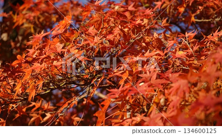 Beautiful autumn leaves Beautiful autumn leaves 134600125