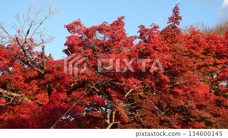 Beautiful autumn leaves 134600145