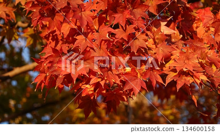 Beautiful autumn leaves 134600158