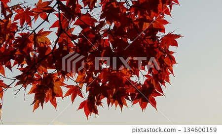 Beautiful autumn leaves Beautiful autumn leaves 134600159