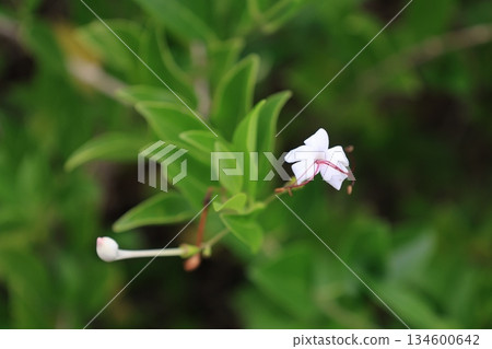 小白女貞花 小白女貞花 134600642