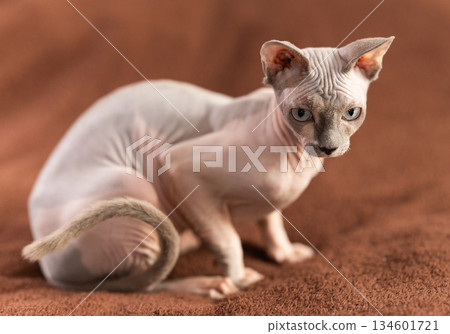 Portrait of sphinx cat on brown background 134601721