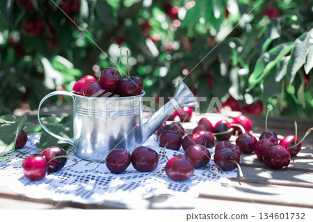 still life of cherries in small tin can on table in garden 134601732