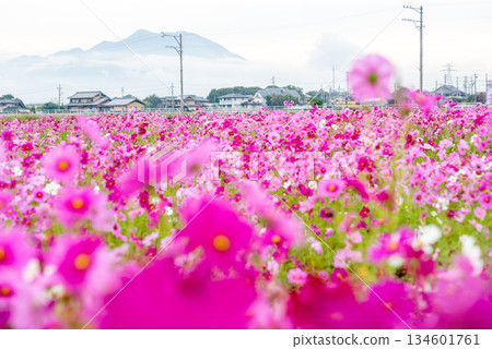 三重縣桐蔭町盛開的波斯菊田景 三重縣桐蔭町盛開的波斯菊田景 134601761