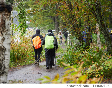 下雨天，遊客沿著上高地（熱門旅遊景點）的森林小徑漫步。 134602106
