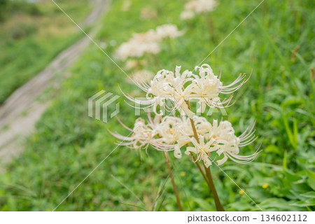 路邊盛開的白簇孤挺花 134602112